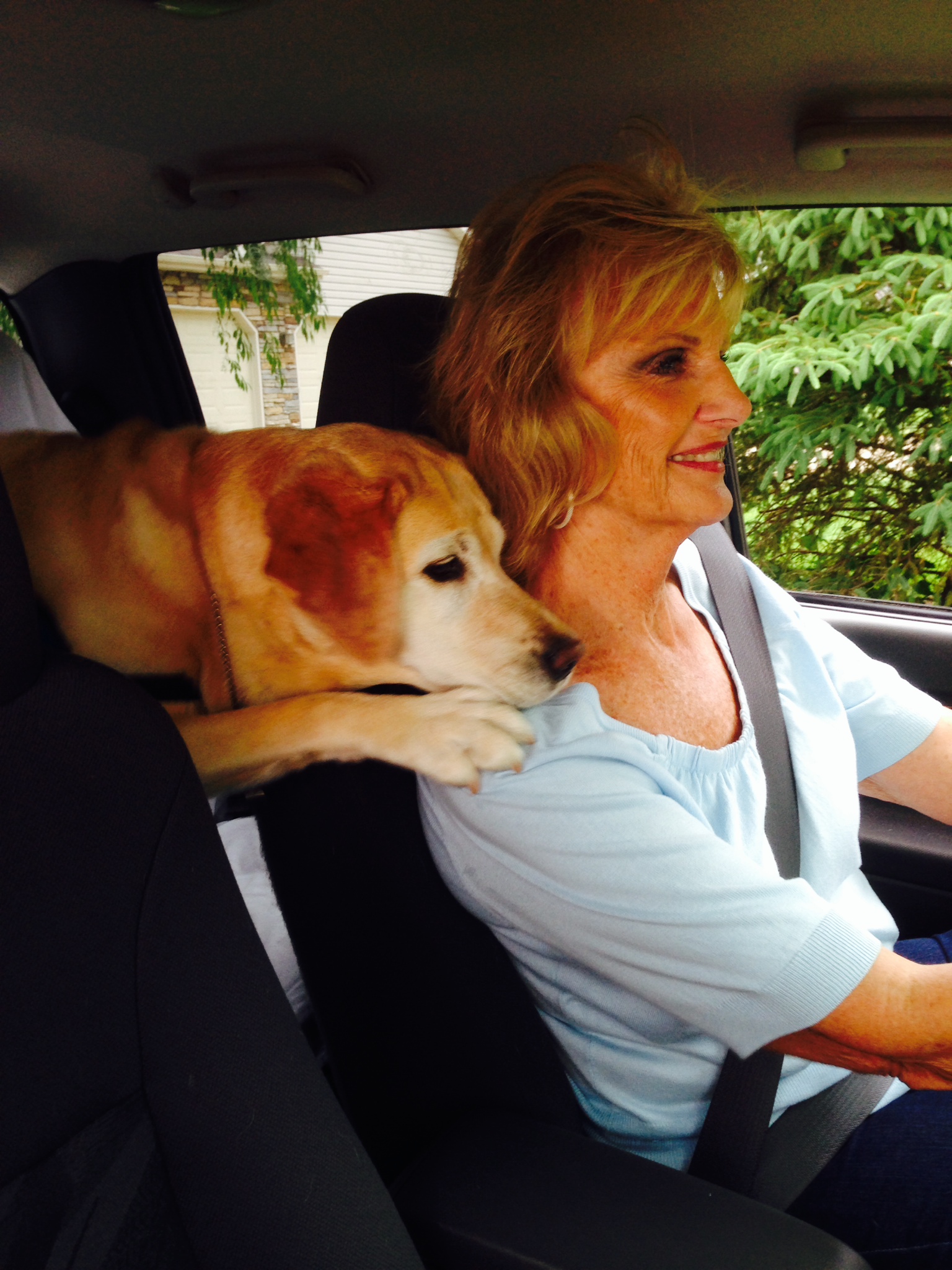 Kathy Taylor and Canine Companions for Independence Hearing Dog Janet driving to a client site.