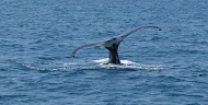Whale watching is very popular in the Turks & Caicos during the winter month.