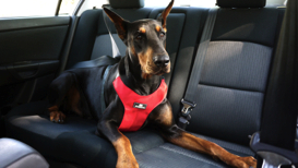 Visually intuitive, Sleepypod's new Clickit Sport dog safety harness is packed with state of the art technology.