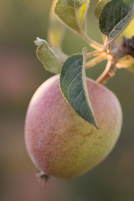 Gravenstein apple for Specific Gravity Cider