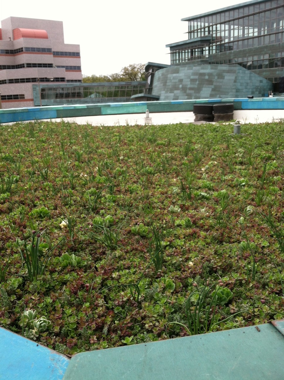 PBDB Green Roof