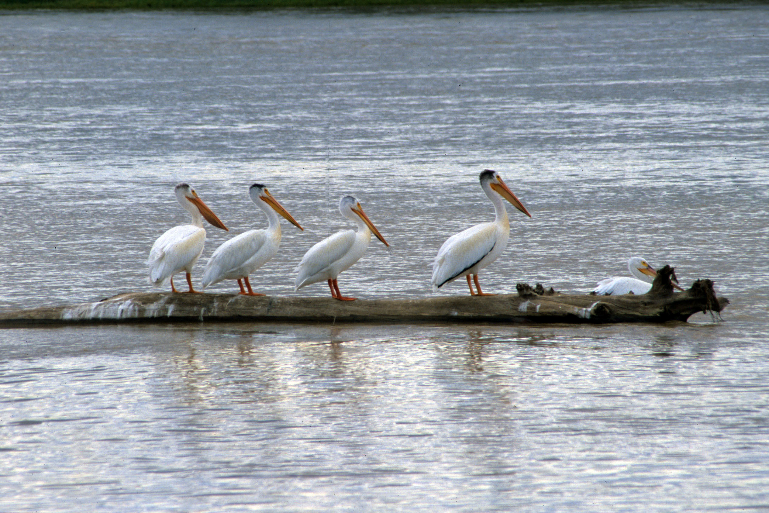 Pelicans on the Missouri River