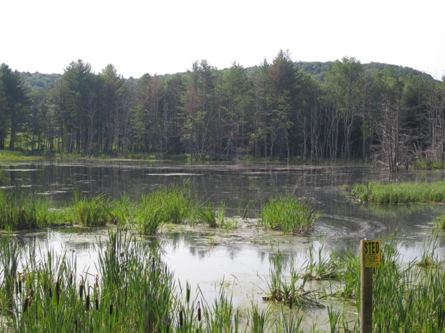 An example of wetlands near Sherburne Falls, MA, that could be impacted by TGP gas pipeline.