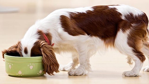 dog food secrets review