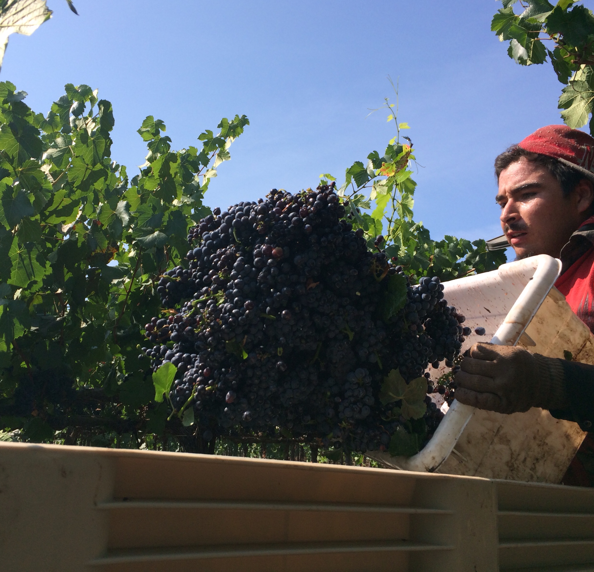 Emptying newly picked Pinot Noir grapes from small bin to truck.