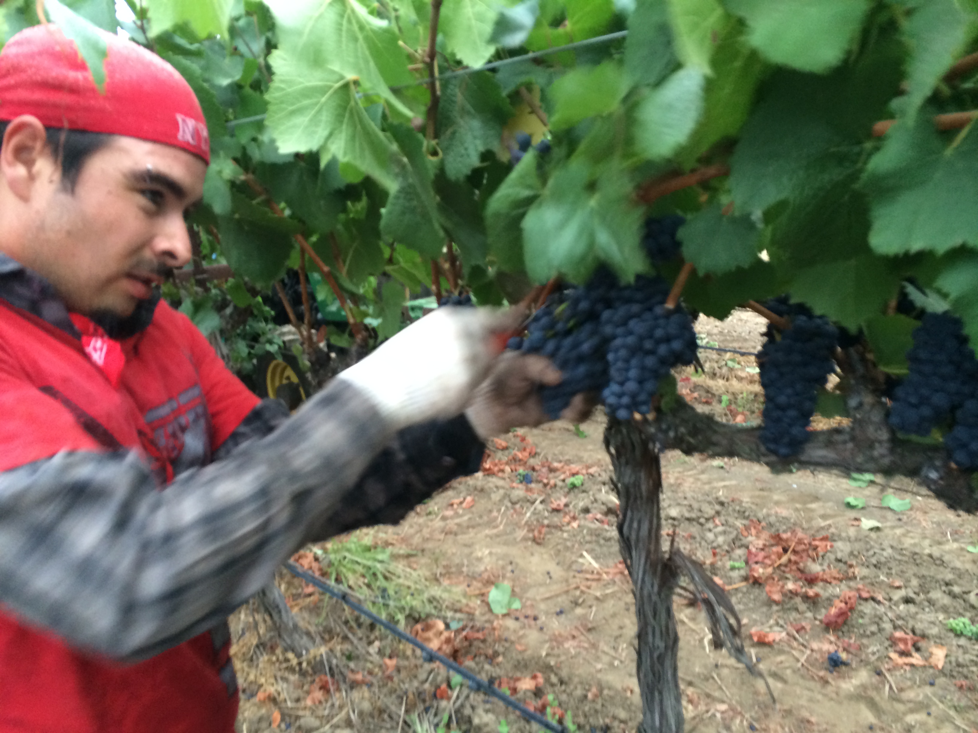 Harvesting Napa Valley Pinot Noir grapes by hand at 30 clusters per second.