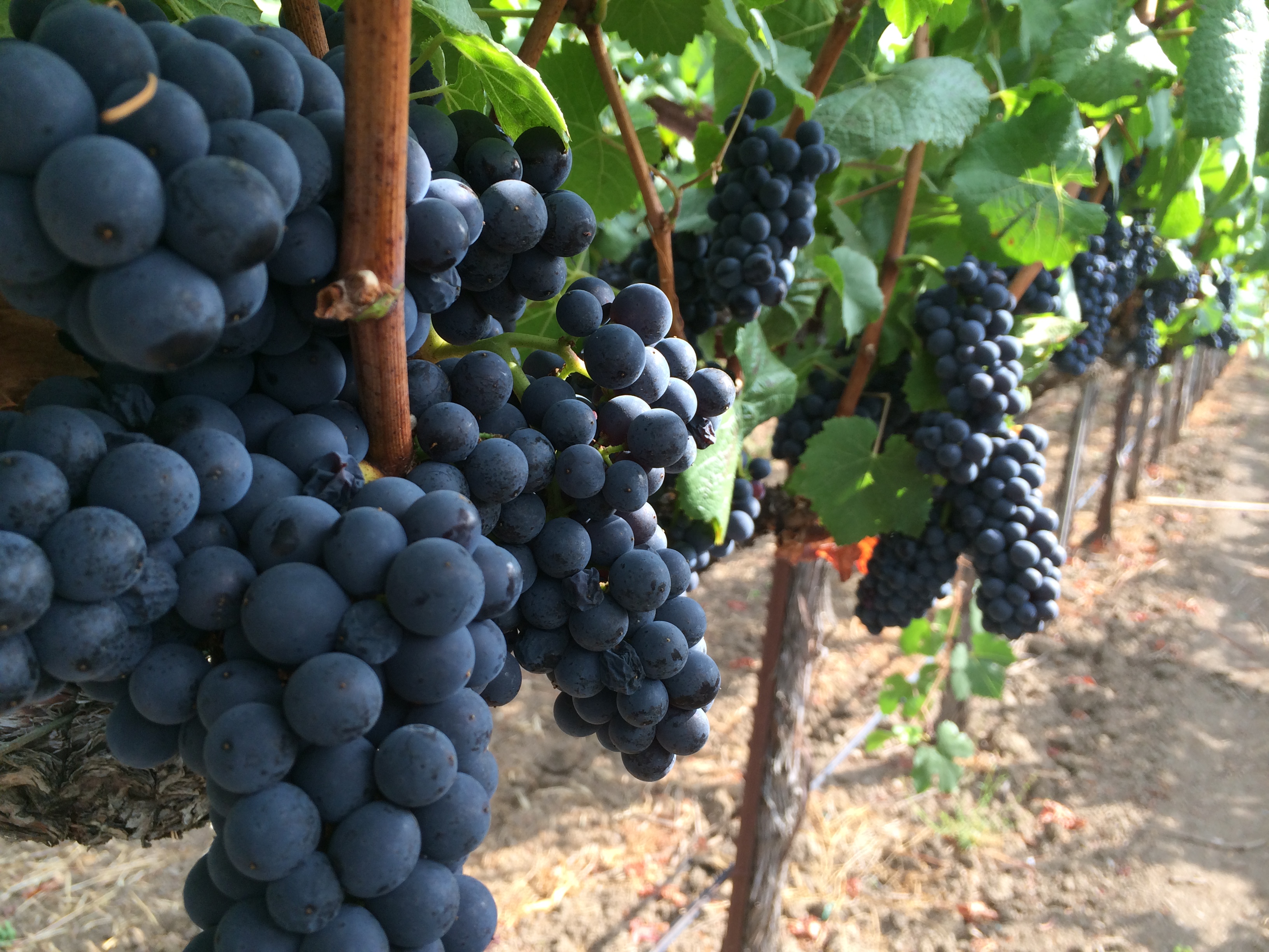 Ripe Napa Valley  Pinot Noir grapes ready for harvest.