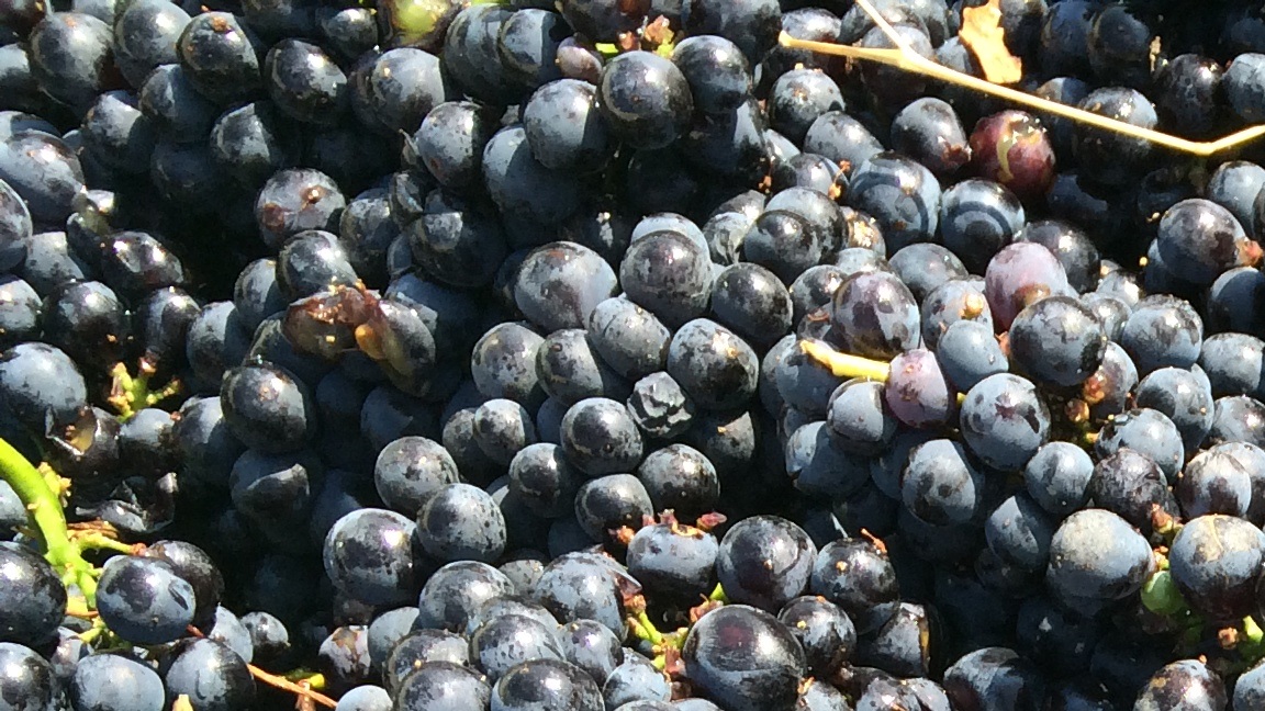 Beautiful Napa Valley Pinot Noir grapes will become sparkling wine.