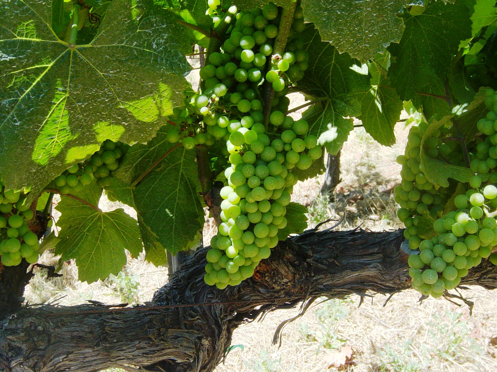 Sauvignon Blanc thrives in Napa Valley