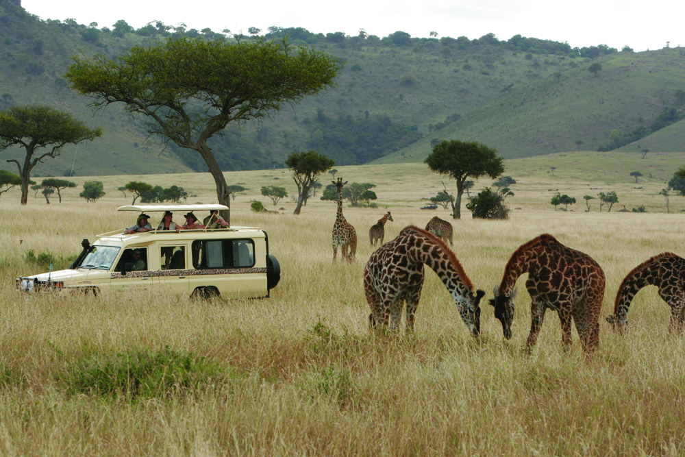 Micato Safaris and Giraffe in the Maasai Mara