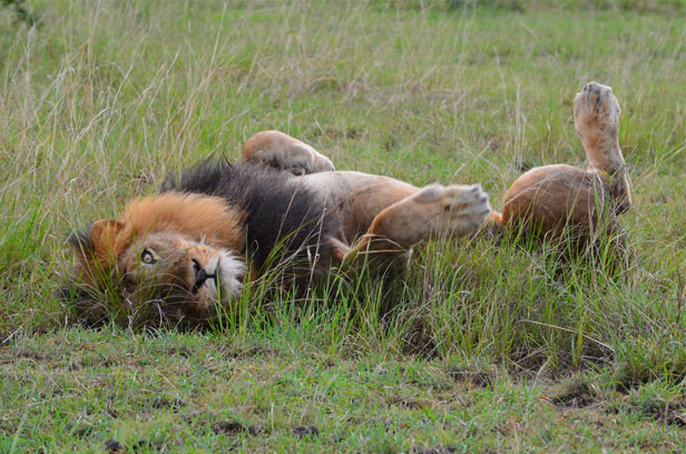 Oakland Zoo Hosts Day to Celebrate Lions