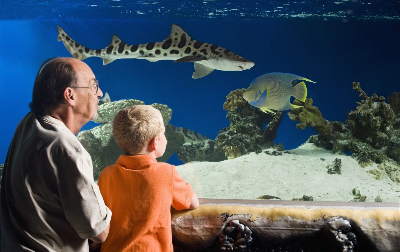 Families can see sharks at San Antonio Aquarium