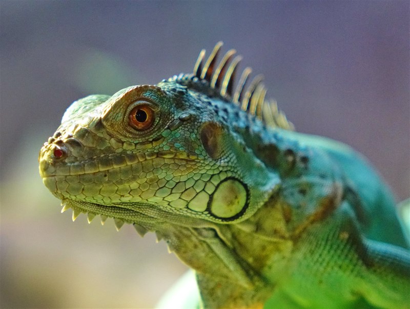 See Reptiles in the Rain Forest at San Antonio Aquarium