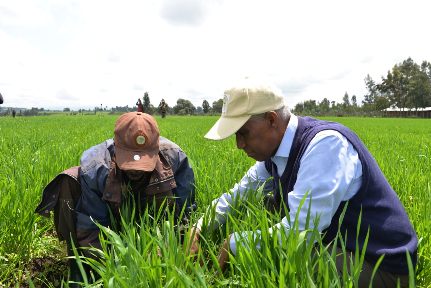 Professor Tekalign Mamo Assefa working with a farmer in the field