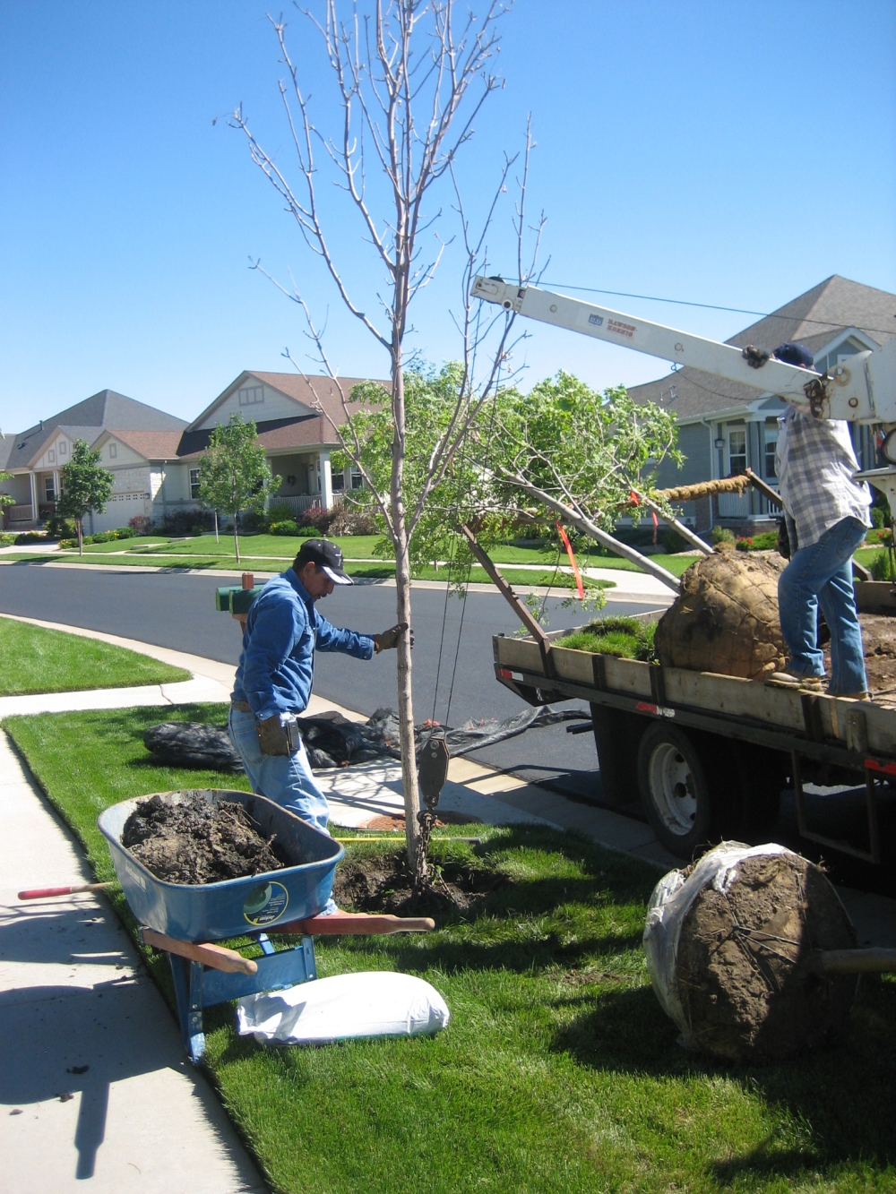 Pine Lane Nusery in Parker, CO, provides tree care and plant care tips for fast growing trees, butterfly bush, and more.