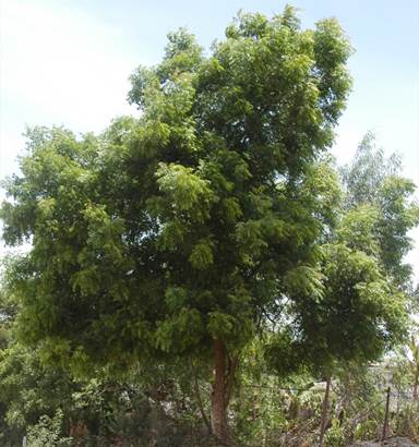 Neem Tree - Azadirachta indica