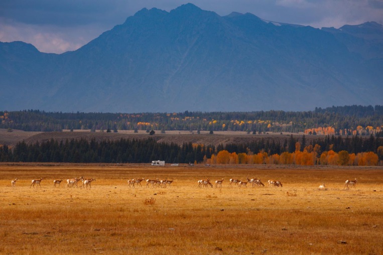 Three distinguished Wyoming professors will discuss conservation topics at “Saturday U,” hosted by the National Museum of Wildlife Art in collaboration with SHIFT.