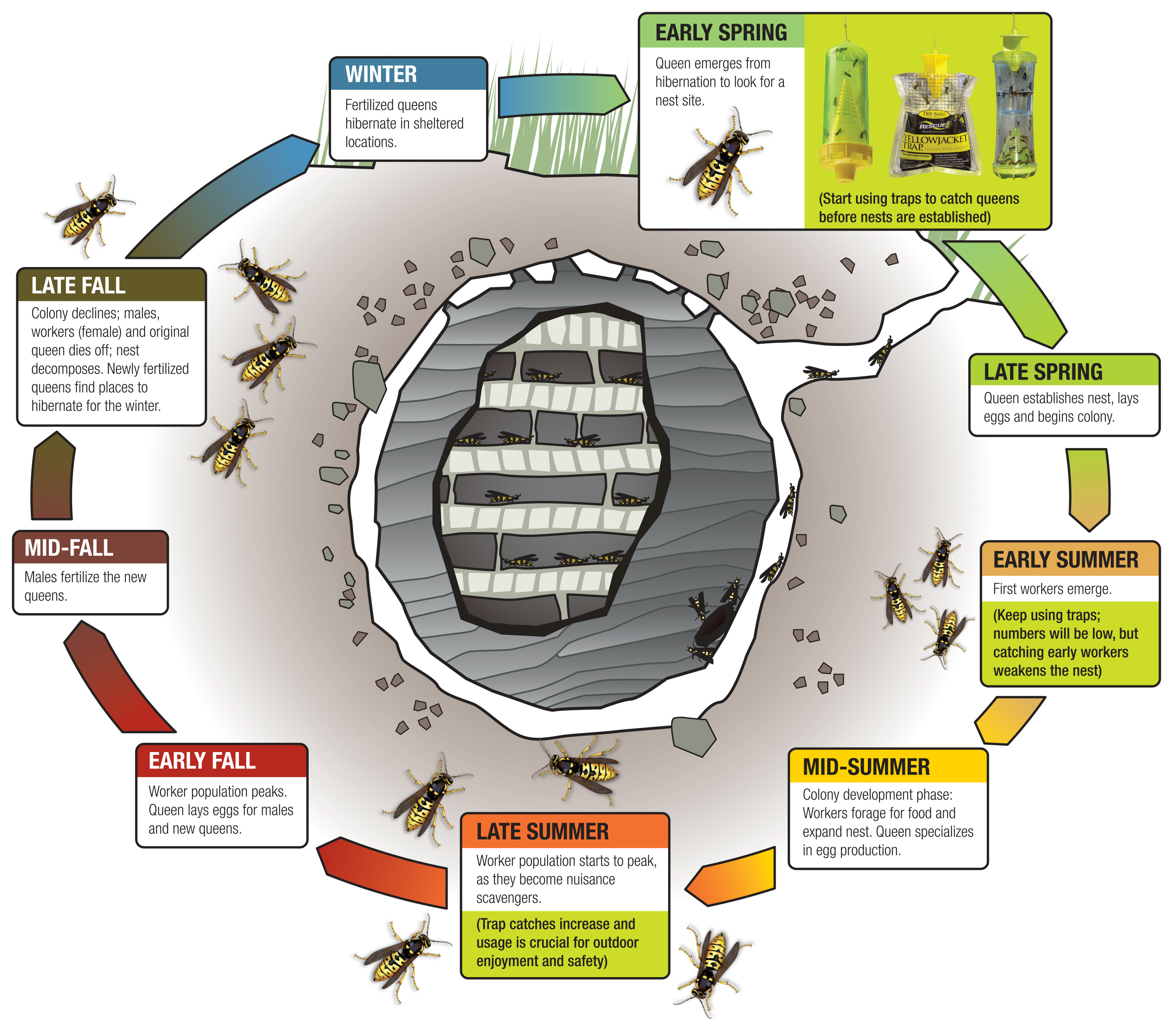 Yellow Jacket Wasp Life Cycle