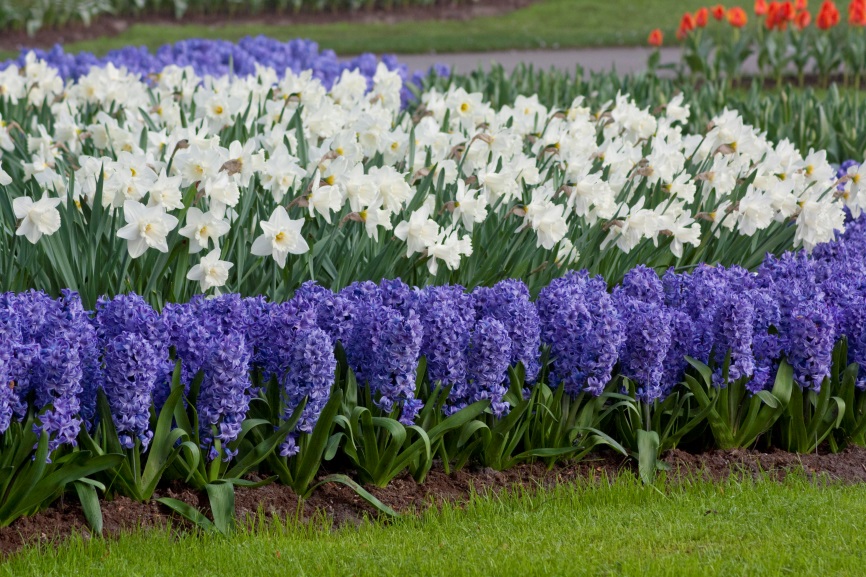 Hyacinth flowers also make a splash in the garden when paired with snow white Trumpet daffodils.