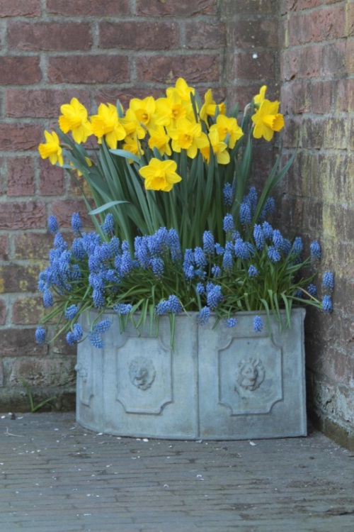 Muscari’s miniature bells stands boldly next to the Trumpet daffodil and blooms at the same time