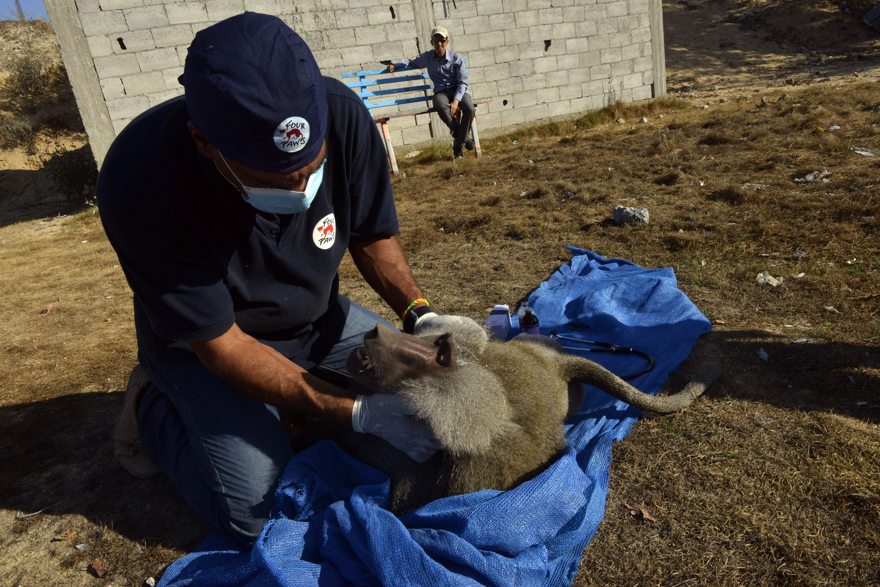 Surviving Baboon at Gaza Zoo gets treatment