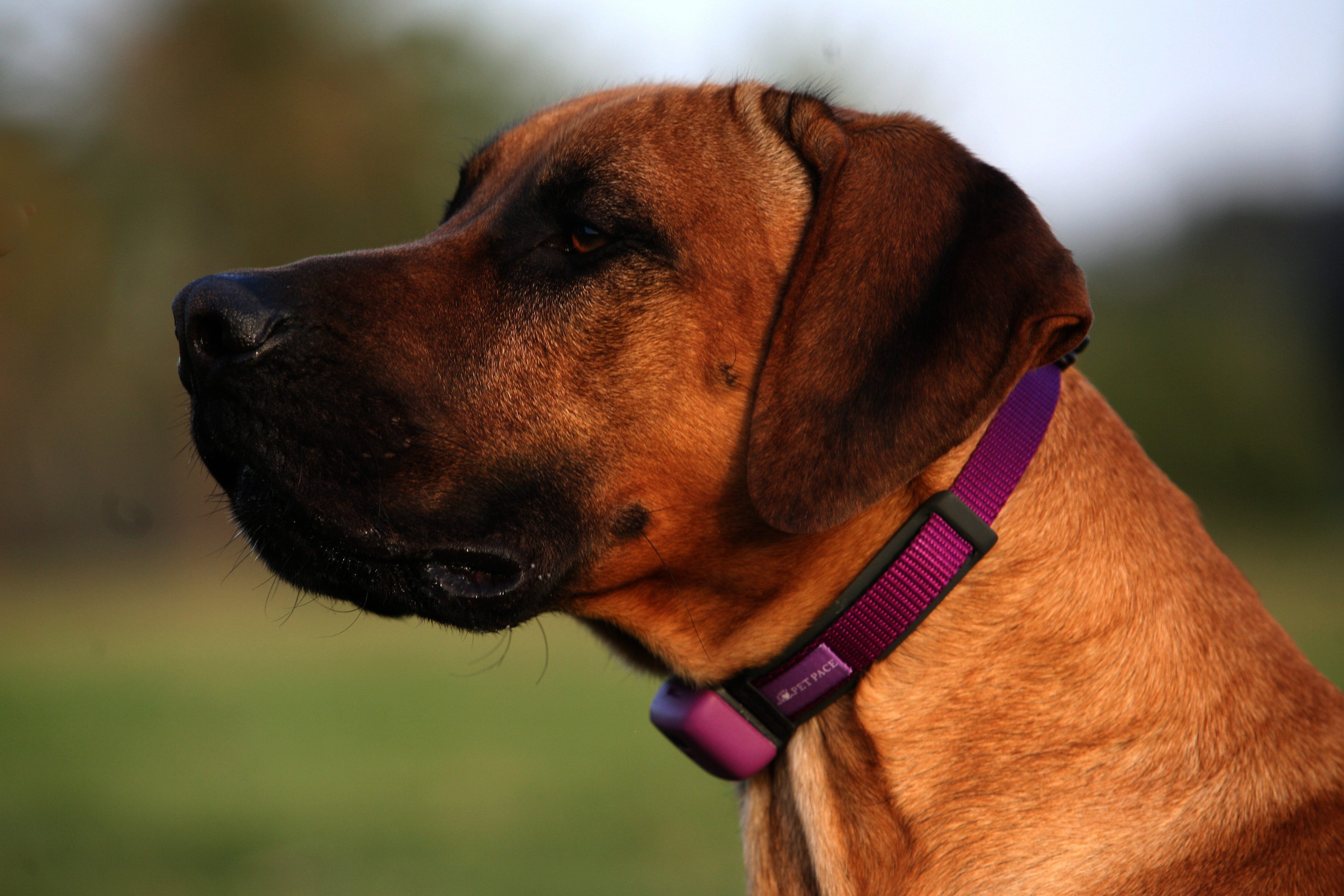 PetPace pet health monitor collar on a dog.