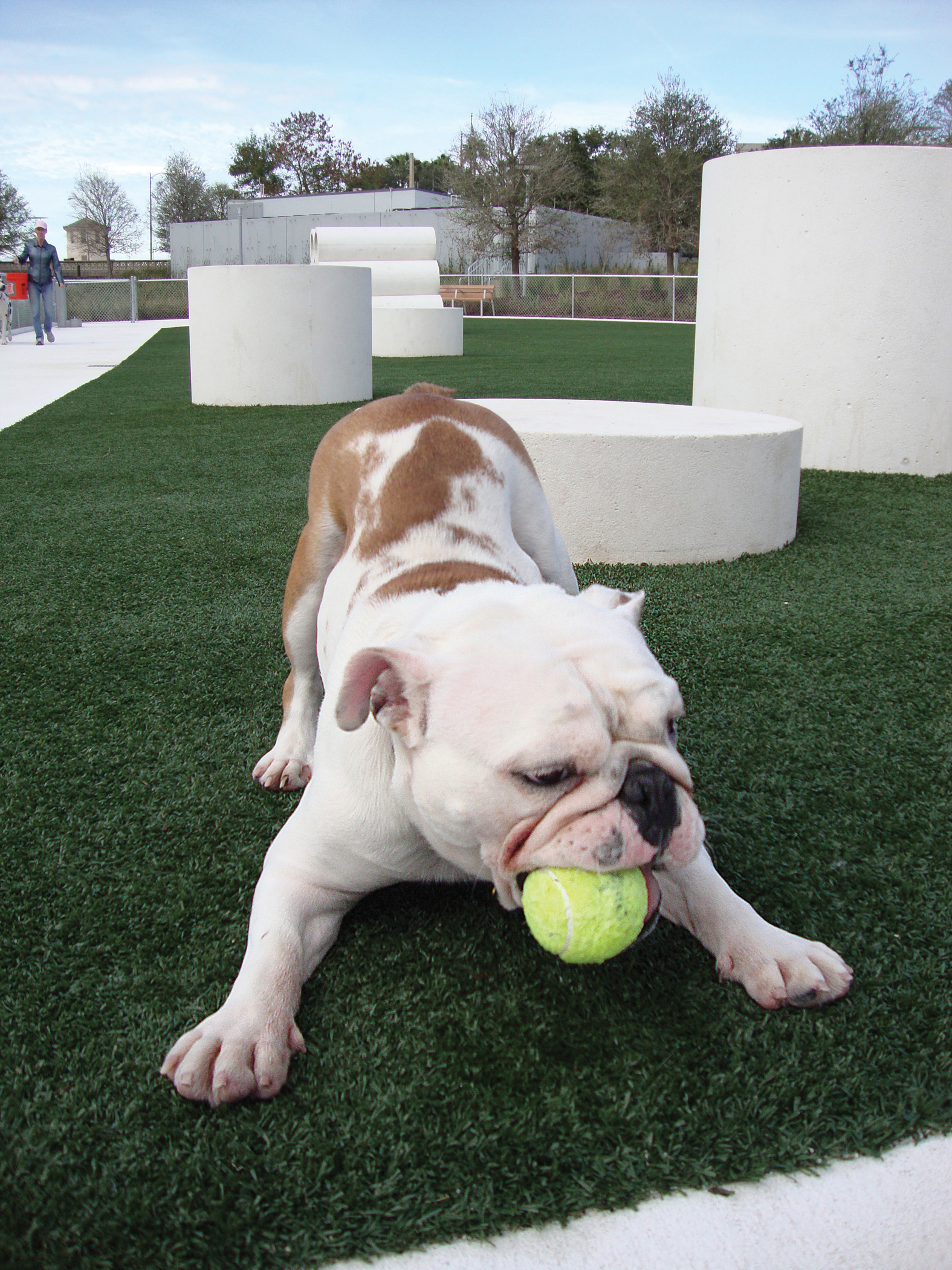 A bulldog enjoys K9Grass at the Curtis-Hixon dog park in Tampa, Fla.
