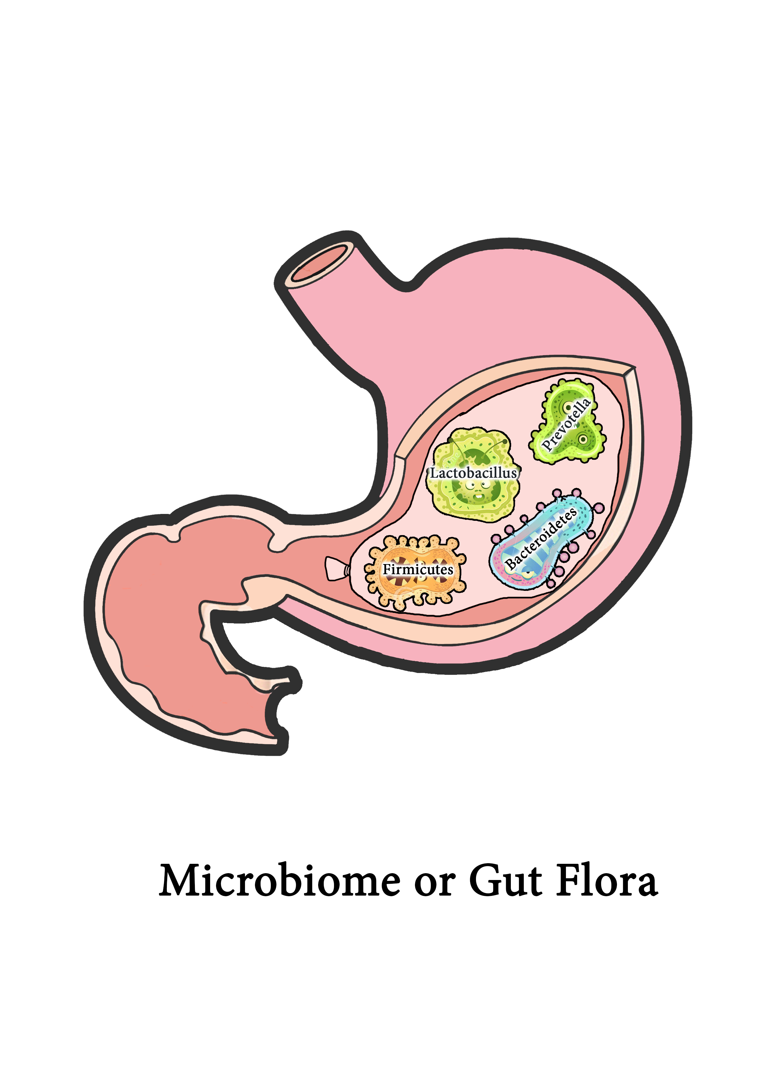 Gut Bacteria/ MIcrobiotome