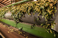 A factory tour allows visitors to see all of the machinery required for making tea.