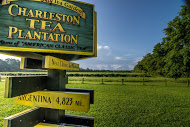 Last year, 60,000 visitors from the United States and abroad visited the Charleston Tea Plantation.