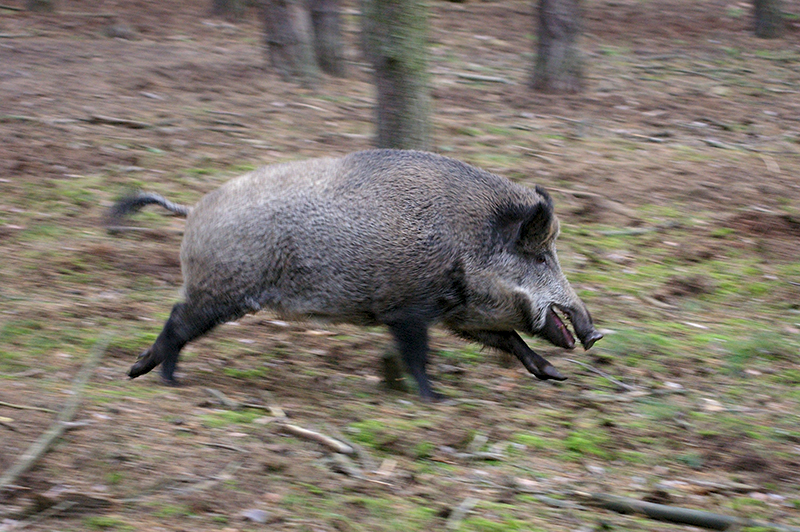 Wild Boars can be Dangerous to Humans