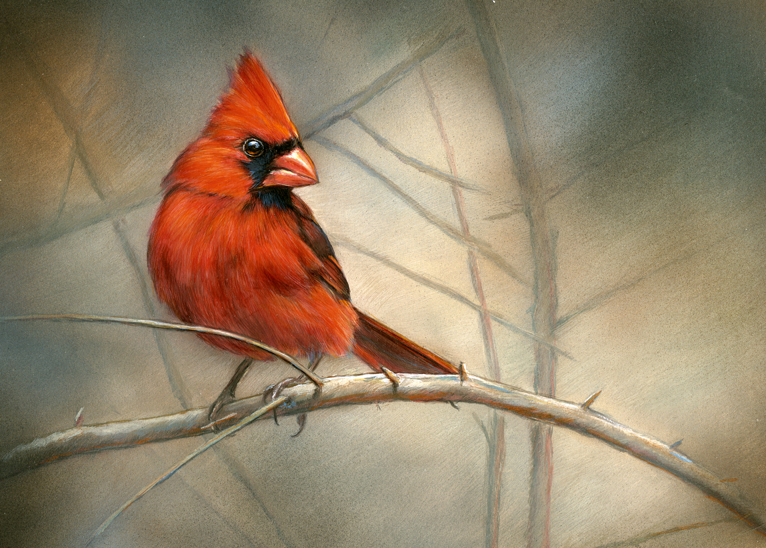 Cardinal by Bonnie Latham
