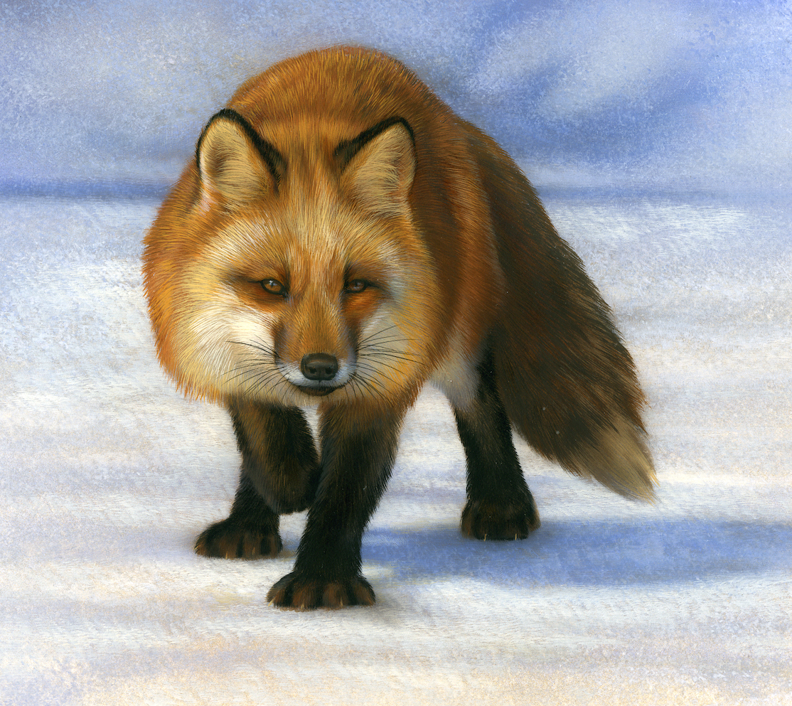 Fox by Rebecca Latham