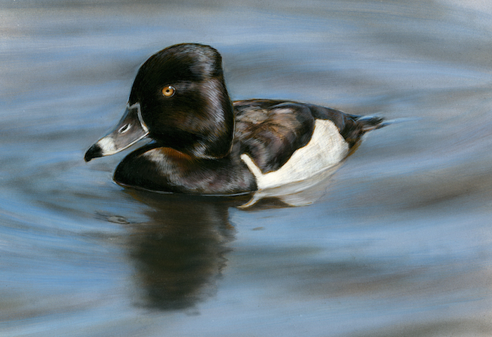 Ringneck Duck by Bonnie Latham