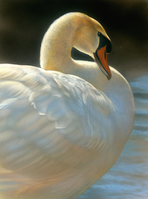 Swan by Rebecca Latham
