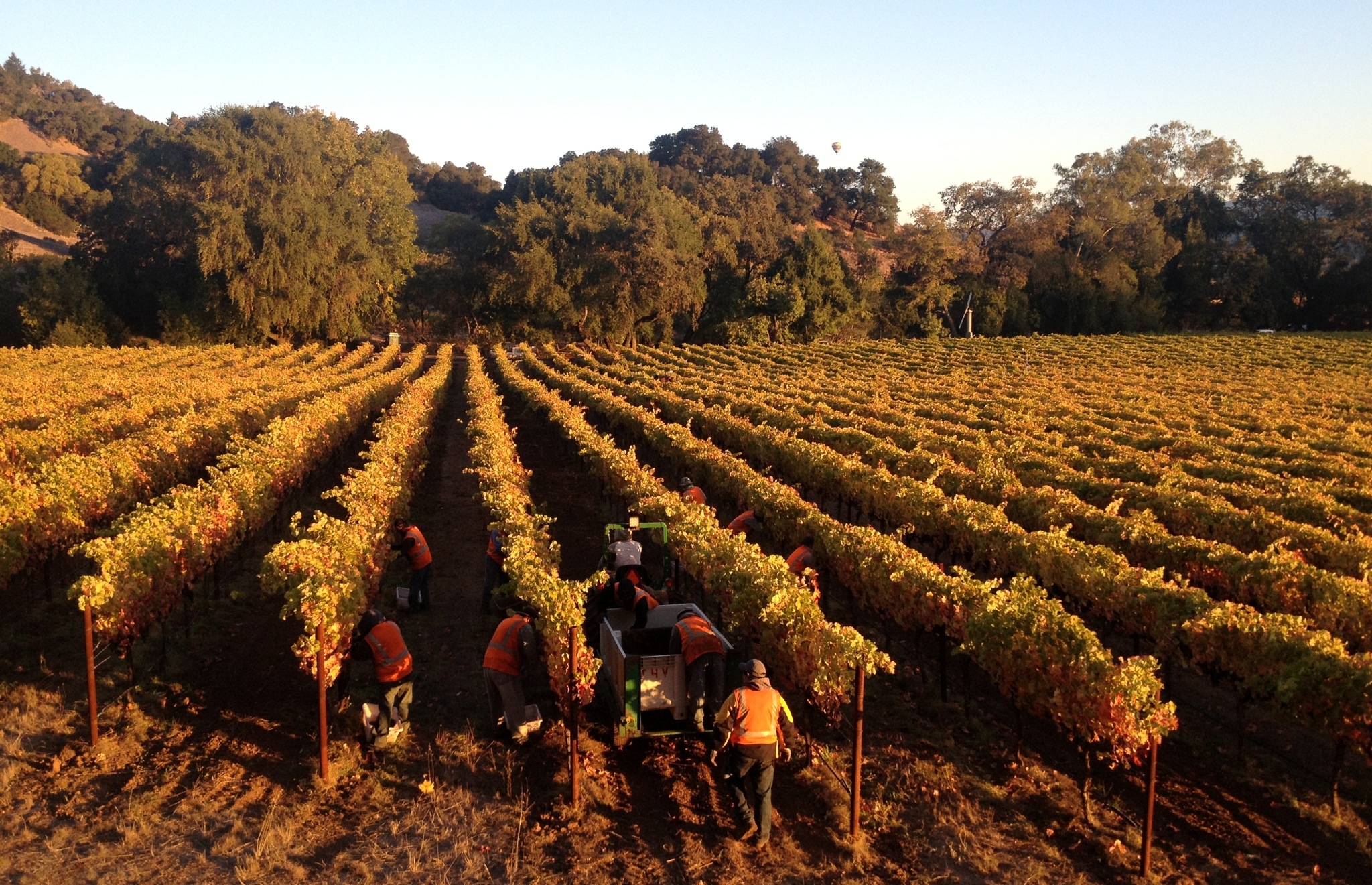 2014 Pinot Noir wine grape harvest at Trefethen Family Vineyards in Napa Valley.