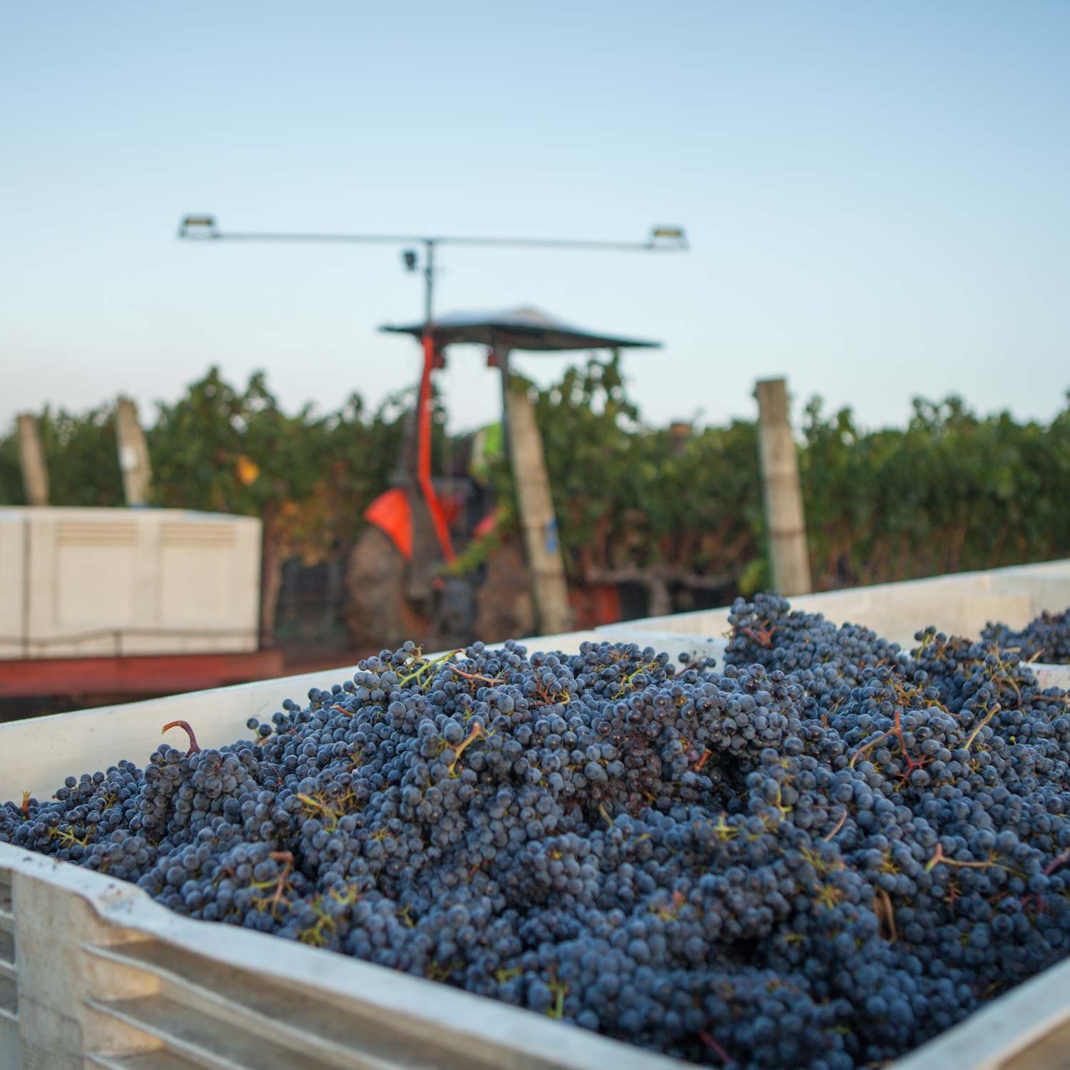 The 2014 Napa Valley wine grape harvest is expected to produce the Valley's third consecutive high quality vintage.