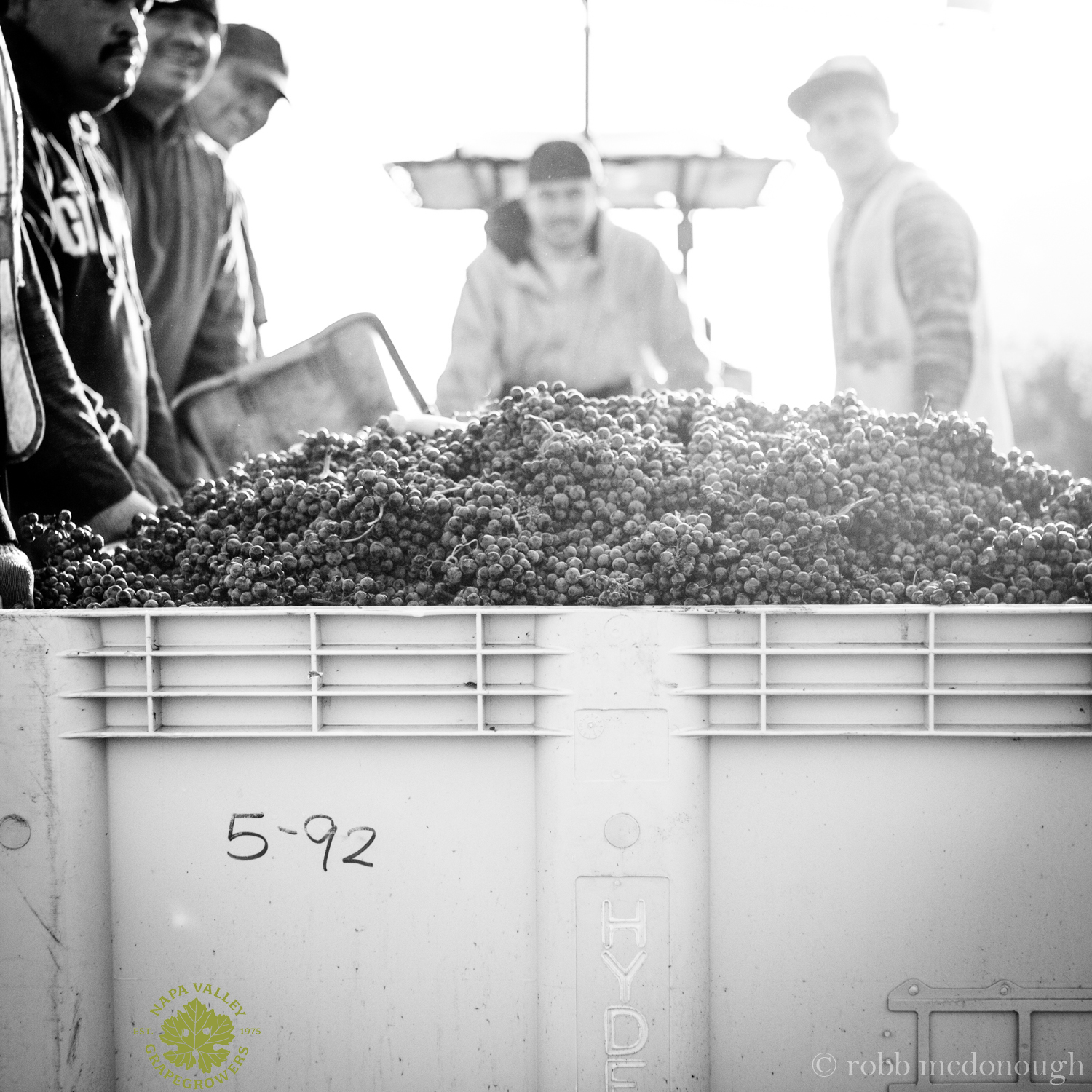 2014 wine grapes ready for sorting and crushing at Napa Valley's Hyde Vineyards.