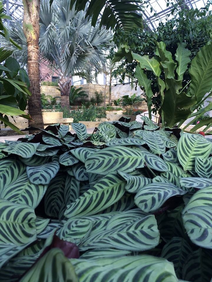 A view in the 10,000 sq. ft. tropical house of the Marjorie K. Daugherty Conservatory