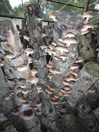 Peak Season Shiitake Logs