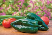 Burpee's 'Big Boss Man' Hot Pepper