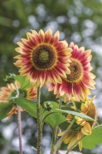 Burpee's 'Candy Mountain' Sunflower