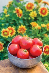 Burpee's 'Cloudy Day' Tomato