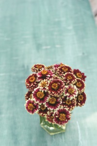 Burpee's 'Color Crackle' Zinnia