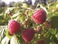 Burpee's 'Glencoe' Raspberry