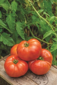 Burpee's 'Jersey Boy' Tomato