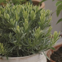 Burpee's 'Platinum Blonde' Lavender