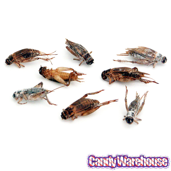 Dead Crickets—No, Really.