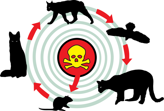 Secondary poisoning of untargeted species.