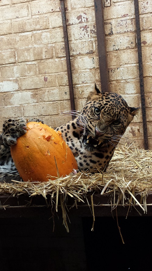 African Leopard Bakari enjoys pumpkin at Dutch FOUR PAWS sanctuary